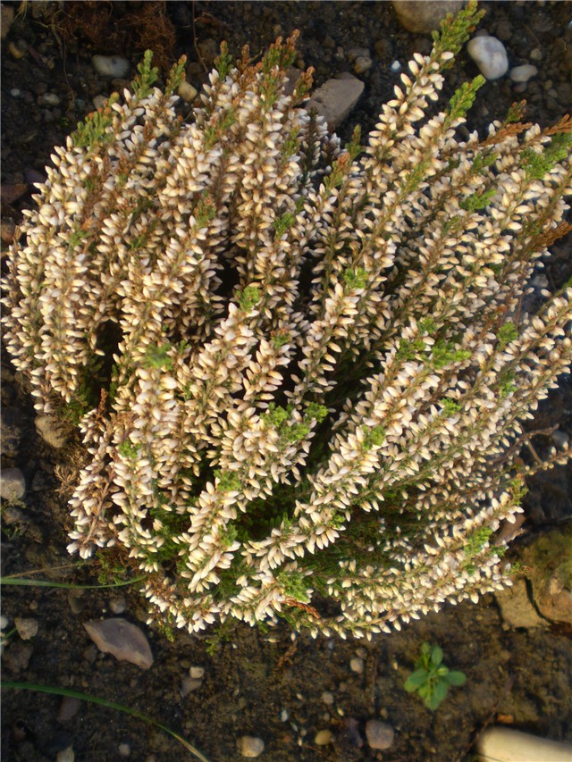 cvijet